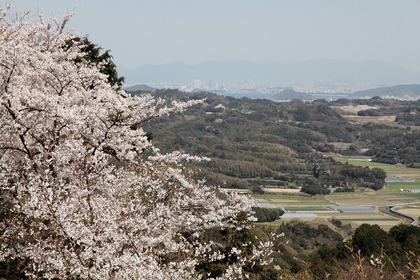 糸島 桜