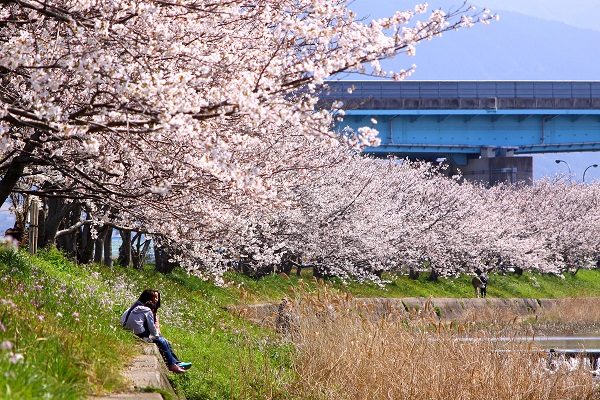 糸島 桜