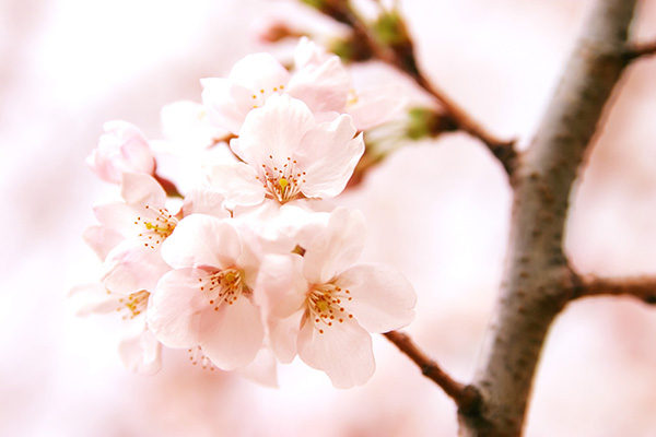 cherry-blossom_00154