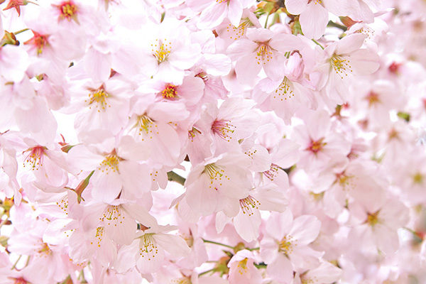 cherry-blossom_00330