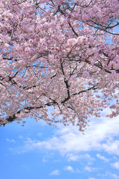 cherry-blossom_00579