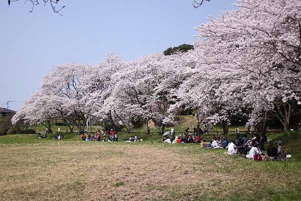 太宰府政庁跡、一番奥の桜のお花見ポイント