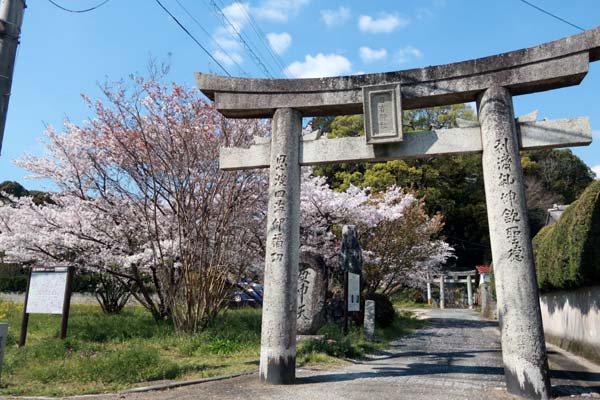 太宰府日吉神社の桜s