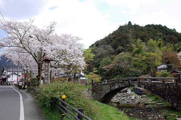 秋月桜の観光名所目鏡橋02