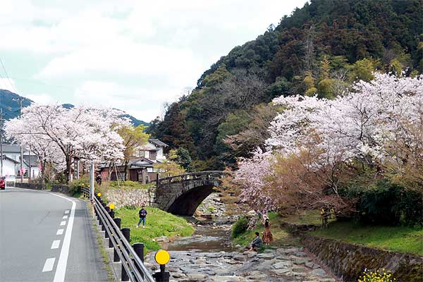 秋月桜の観光名所目鏡橋01