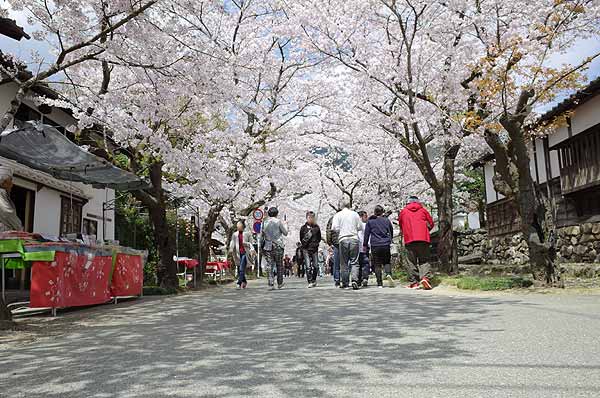 秋月桜の名所アクセス駐車場ご案内