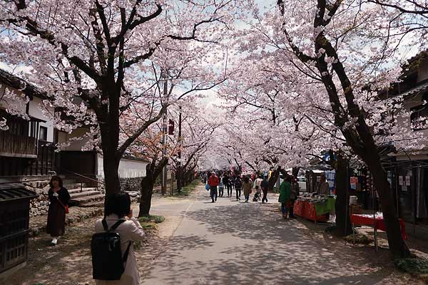 秋月桜の名所・杉の馬場02ｓ