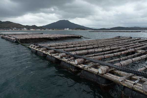 糸島カキ筏