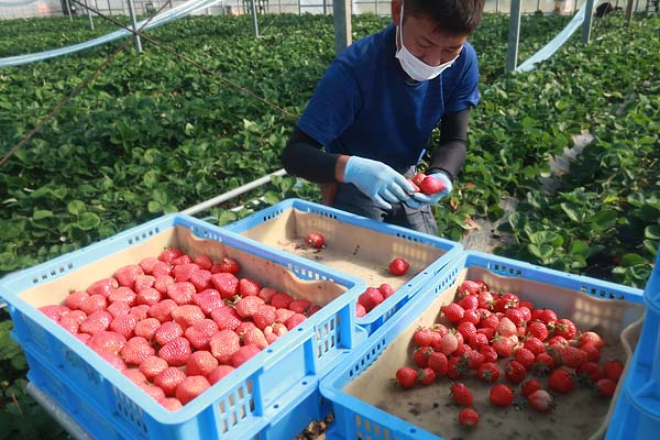 新規就農であまおういちごを栽培する彩果農園（福岡県筑後市）