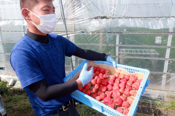 福岡県筑後市で新規就農であまおういちごを栽培する彩果農園