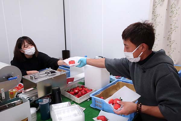 福岡で新規就農であまおういちごを栽培する彩果農園のパッキングする油小路夫妻